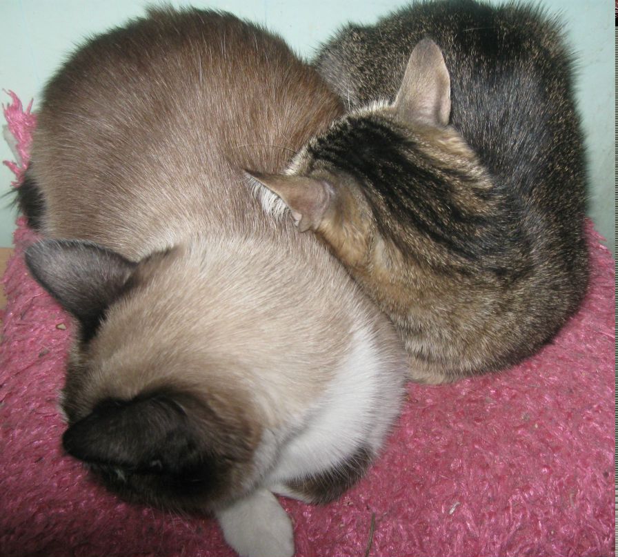 Natasha Koshelevskaya | Новосибирск