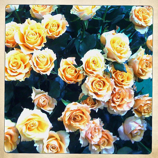 Елена Савенкова | Екатеринбург