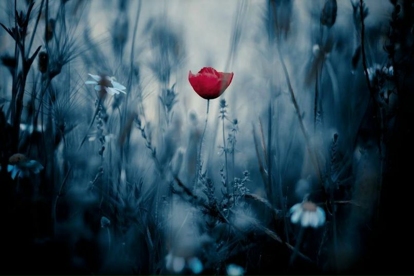 Юлия Лёгких | 