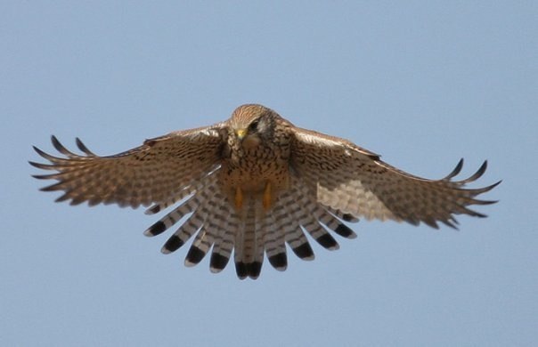 Тёмыч Сокол | Донецк