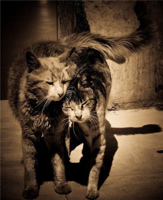 Андрей Антипин ♫ Alt ♪ | 