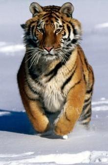 Ярослав Быховский | Самара