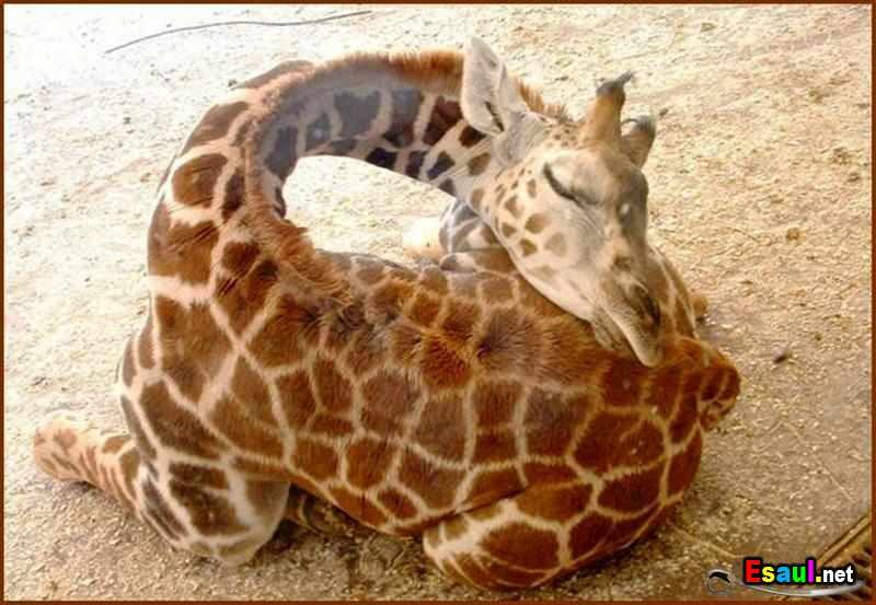 Янина Знамеровская | Одесса