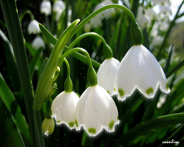 Екатерина Пригуза | Севастополь