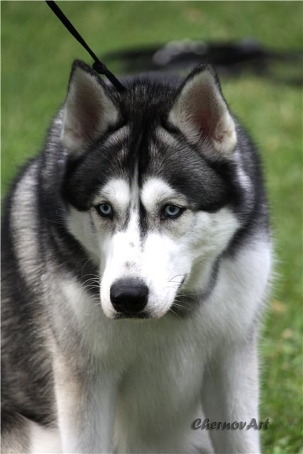 Богдан Яцкоборовський | Ровно