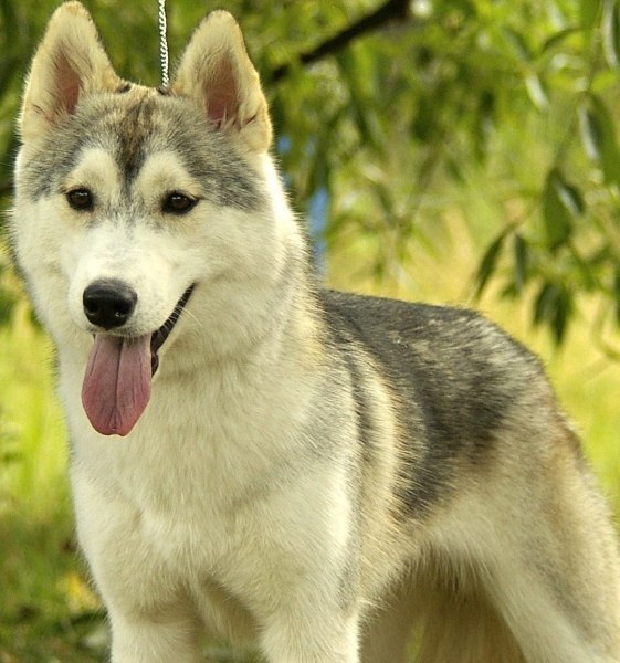 Ольга Самотканова | Нижний Новгород