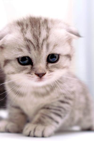 Екатерина Боярова (= dragonfly =) | Тольятти