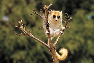 Андрій Горінець | Новый Роздол