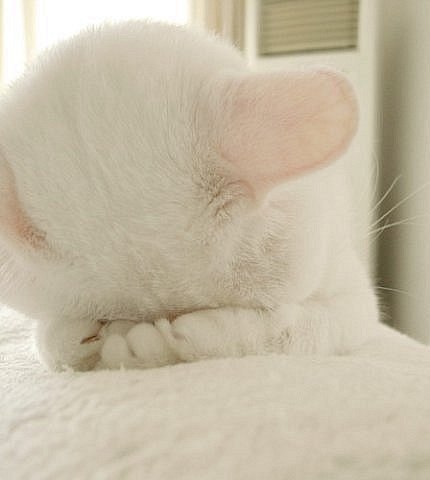 Светлана Ворчак | Новосибирск