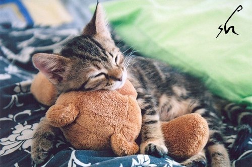 Татьяна Бреус | 