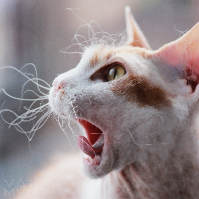 Ксения Зуева | Ōsaka