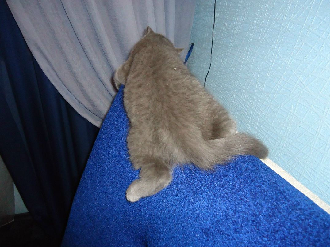 Оксана Токарева | Смоленск