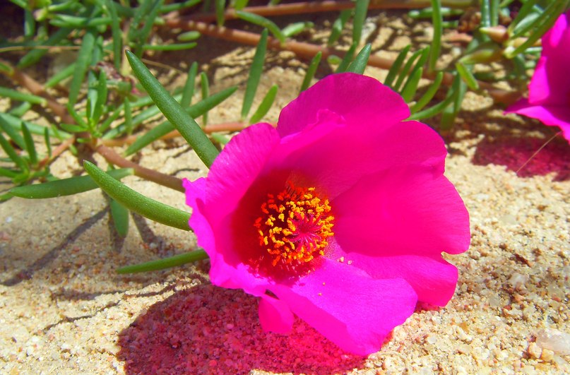 Анюта Иванова | 