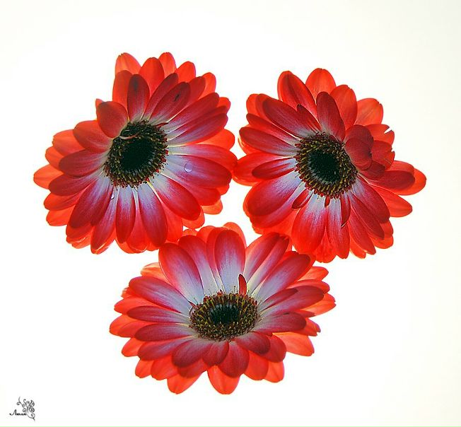 №6, Julia Miller, 51 год, Geilenkirchen №6, Julia Miller, 51 год, Geilenkirchen