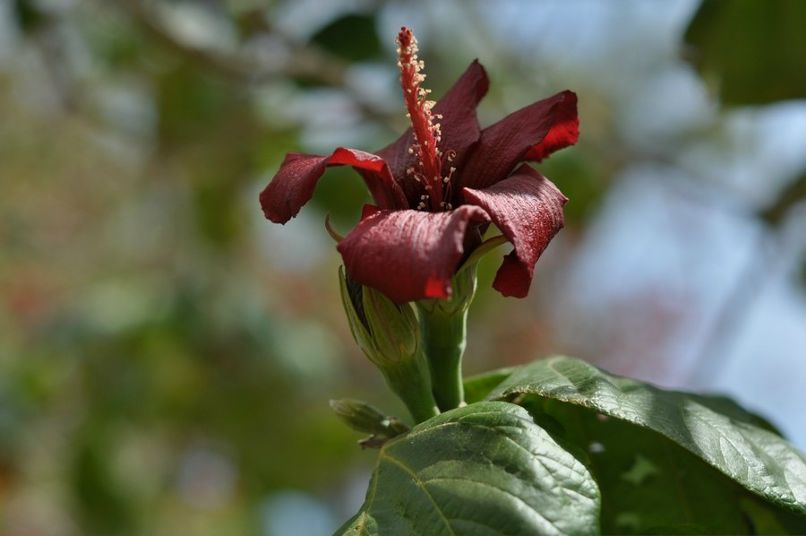 Валерия Ковалёва | Воронеж
