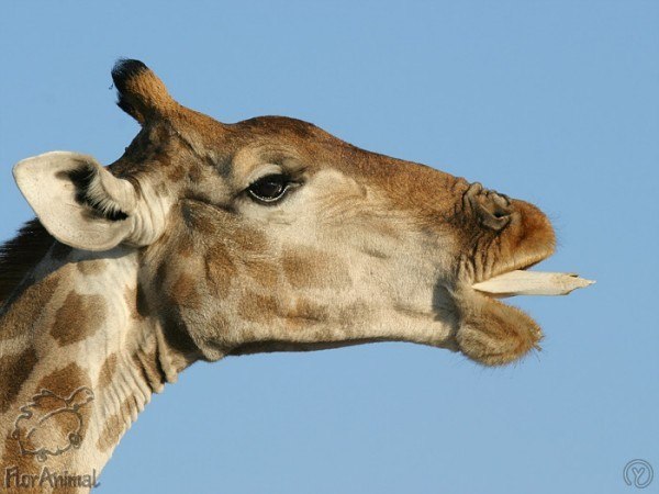 Татьяна Фефелова | Всеволожск