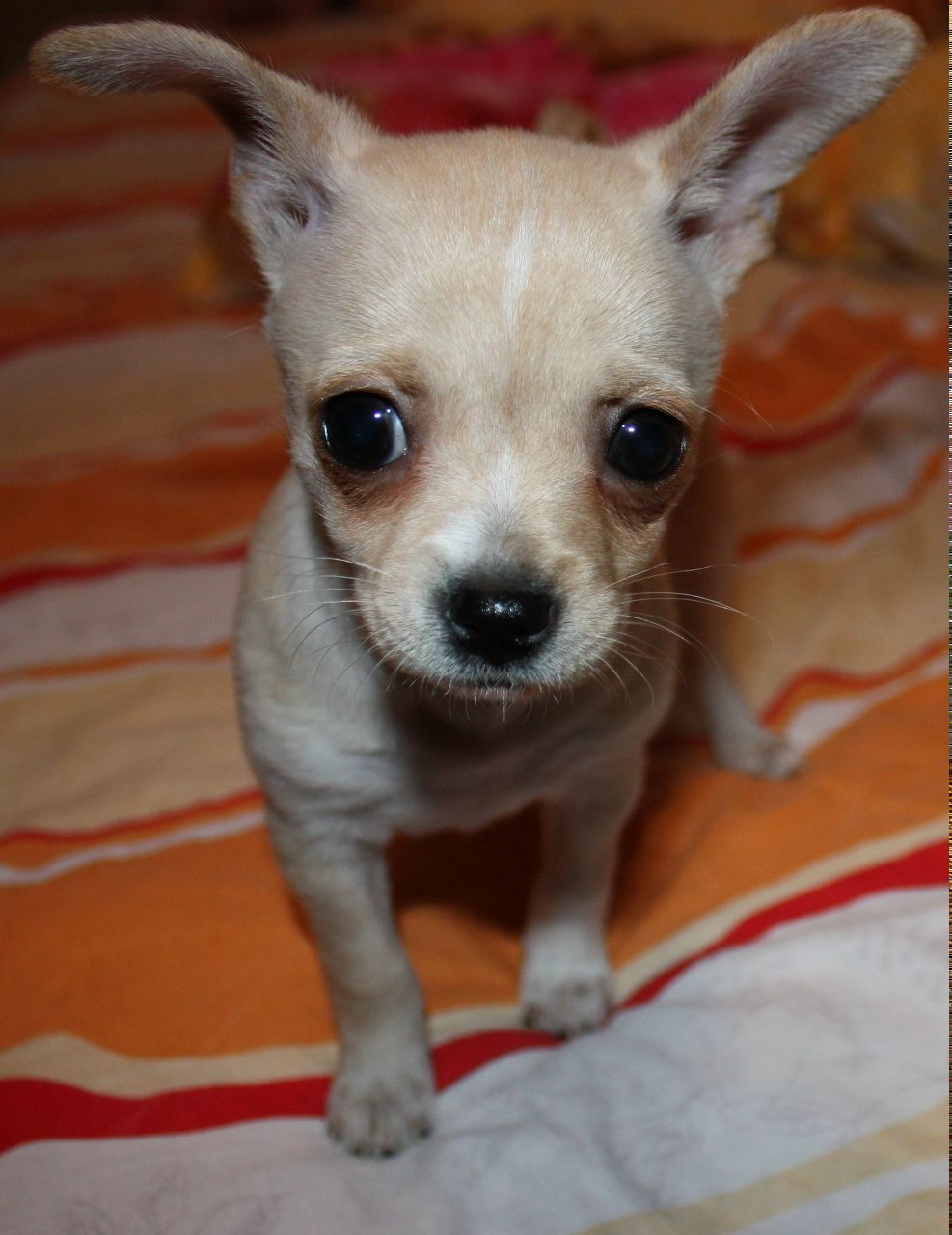 Диана Вихрова | Москва