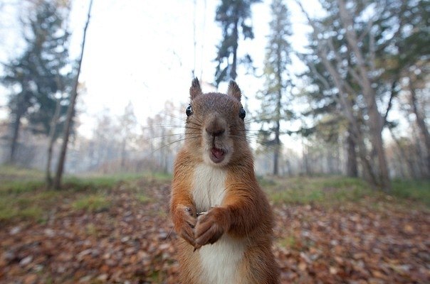 Андрей Прухницкий ___ | Львов