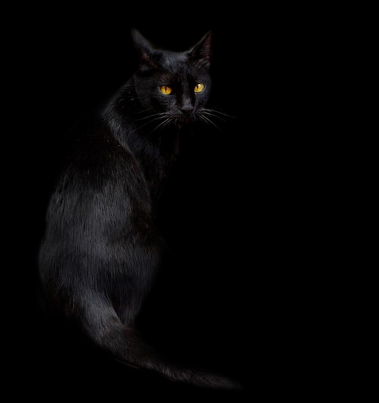 Ольга Дыба | 