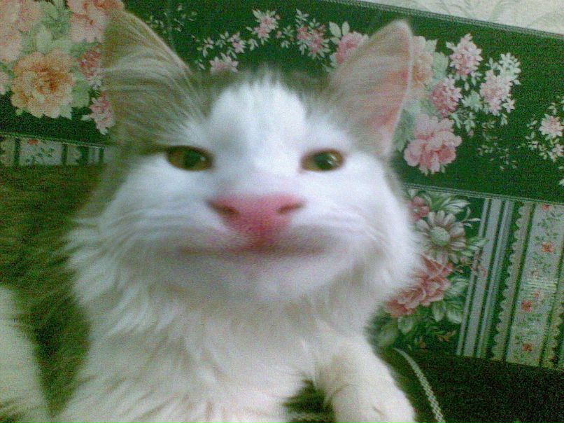 Алексей Конев | 