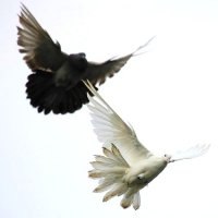 Юлия Лемешева | 