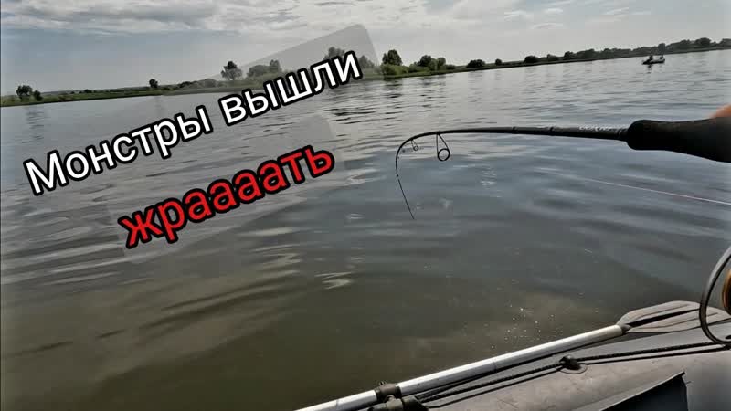 Огромные окуни монстры вышли на охоту и начали жрать. С