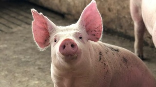Funny & Cute Pig Video 2021 - Pig Playing with your mom - Pig Play To Fun In The Pond