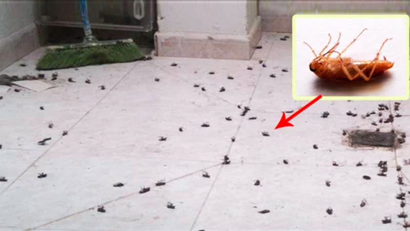 Три мощных способа быстро избавиться от тараканов и любых