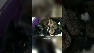 Вы не поверите когда узнаете, кого воспитывает эта кошка!  #shorts