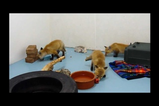 Red Fox Kits