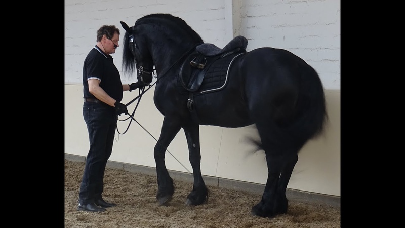 Richard Hinrichs Michael Geinter Klassische Reitkunst trifft Dual