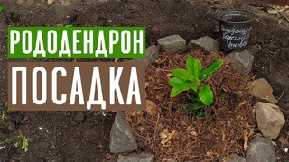 РОДОДЕНДРОН ❀ Как посадить чтобы не погиб? / Садовый гид