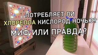 Потребляет ли хлорелла кислород ночьюМиф или правда #технологияальготек #хлореллаальготек