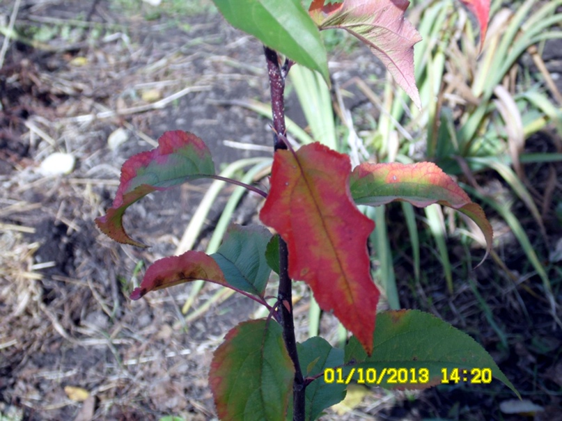 Юрий Сурков | Искитим