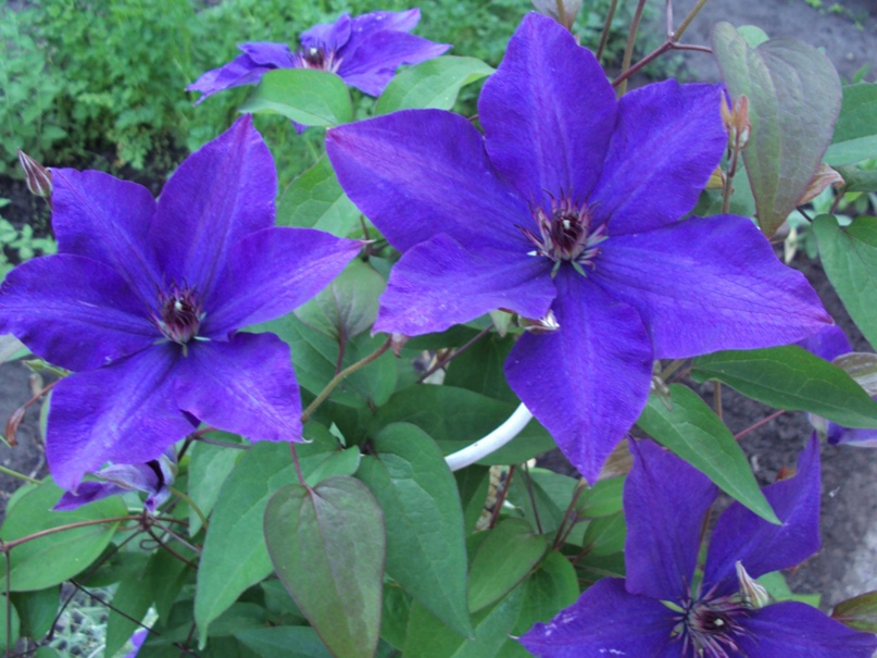 Николай Сальников | Ульяновск