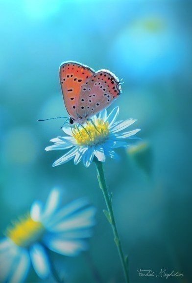 Ирина Коровина | Сокол