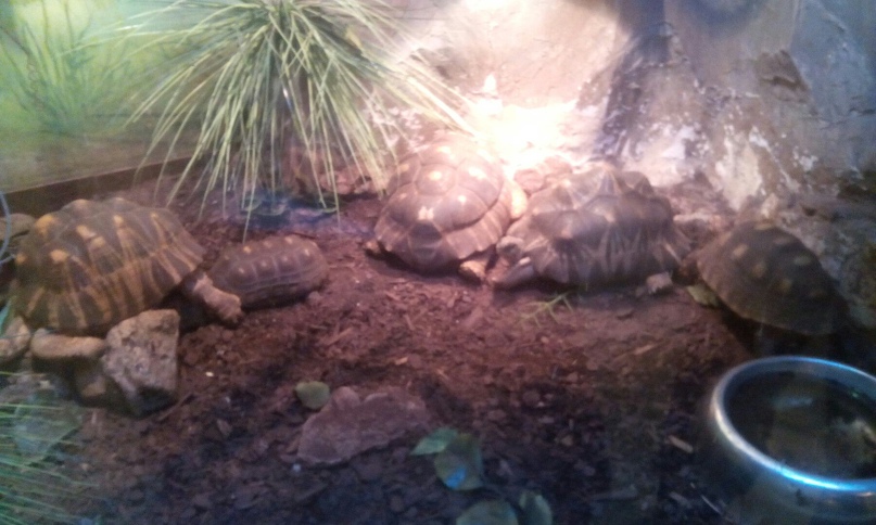 Екатерина Нефедова BoBroUoGik | Ростов-на-Дону