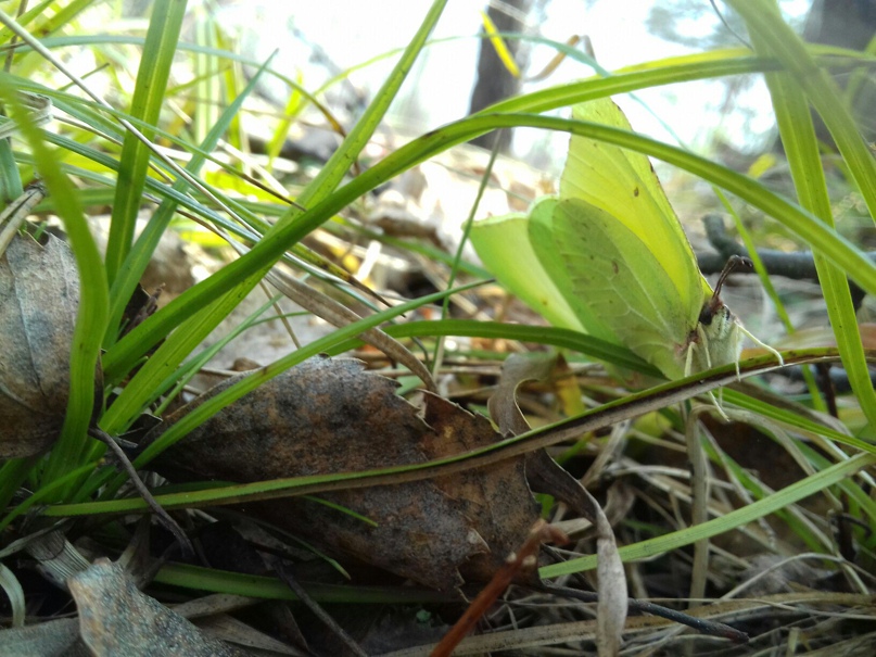 Виктория Арих | Тула