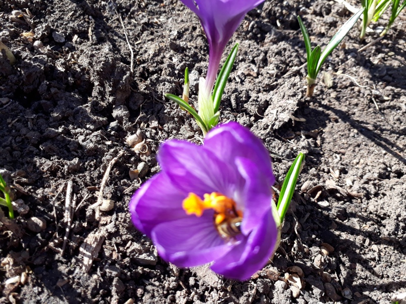 Светлана Синельникова |