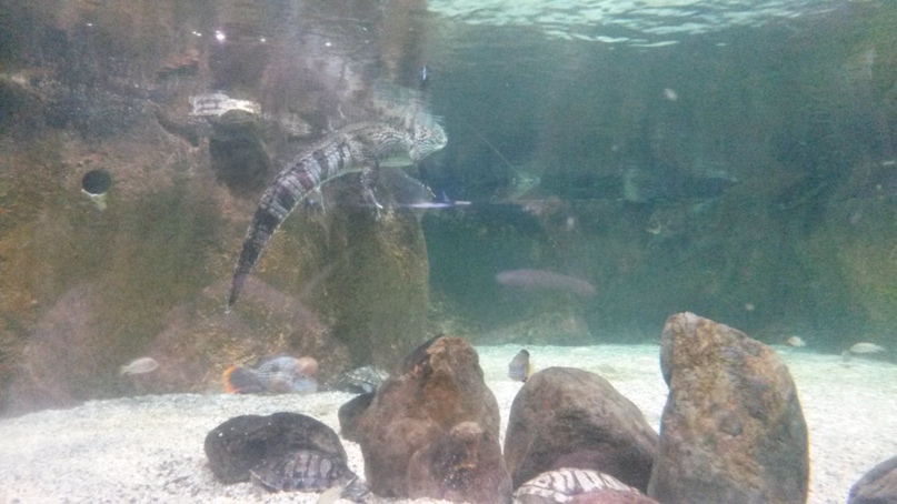 Алия Кулькачева PoZiTiVe | Москва