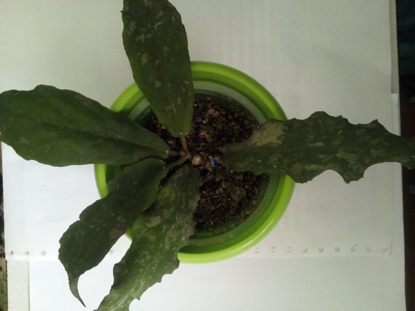 Светлана Светина |