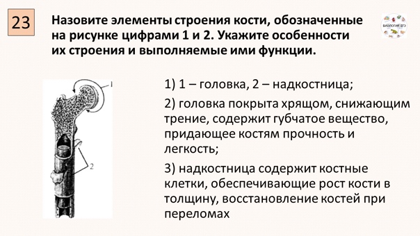 На данном рисунке цифрой 3 обозначена. Назовите элементы строения кости обозначенные на рисунке цифрами 1 и 2. Строение кости ЕГЭ. Строение кости ЕГЭ биология. Состав кости человека ЕГЭ. На данном рисунке цифрой 3 обозначена. Назовите элементы строения кости обозначенные на рисунке цифрами 1 и 2. Строение кости ЕГЭ. Строение кости ЕГЭ биология. Состав кости человека ЕГЭ.