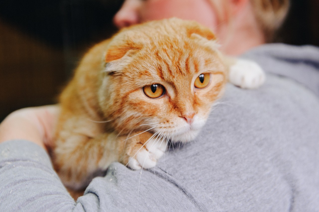 Вислоухий рыжий кот сохры
