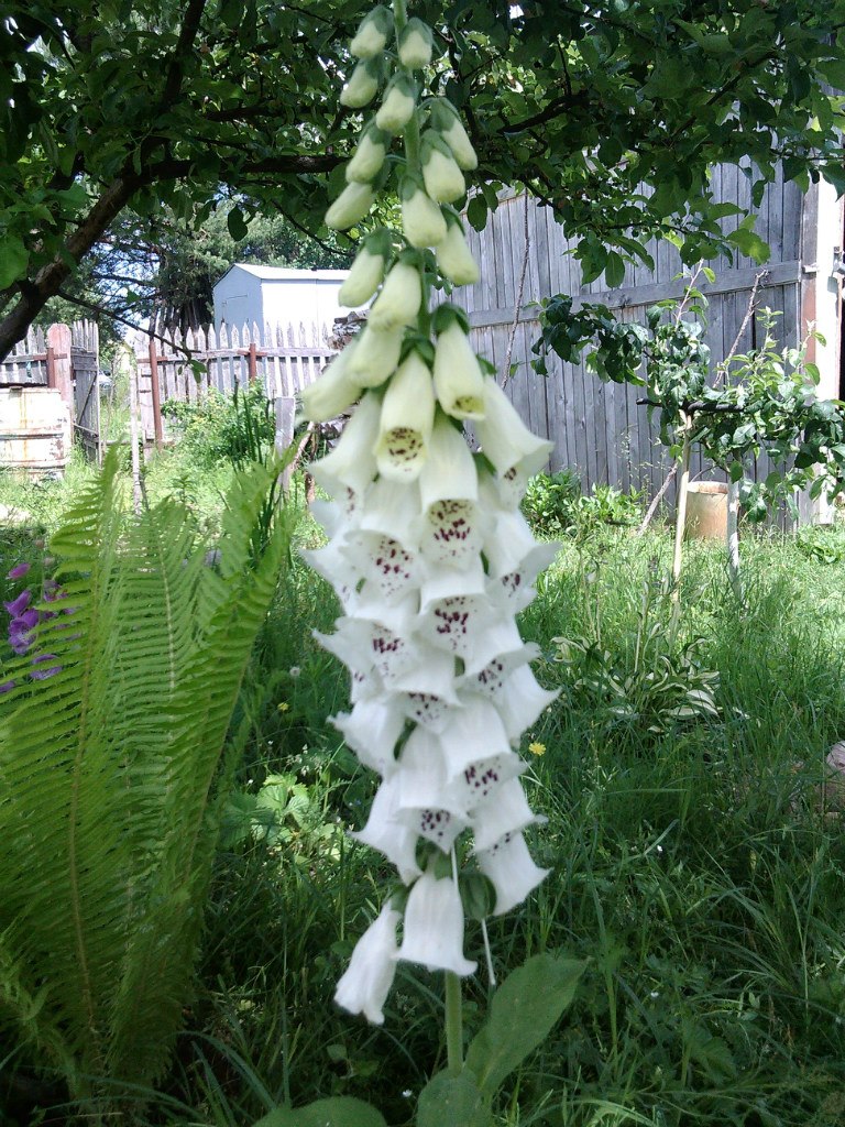 Юлия Скрипко | Минск