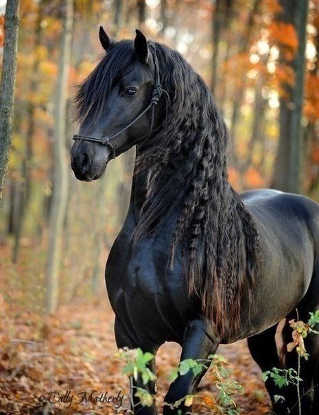 Алёна Елисеева | Москва