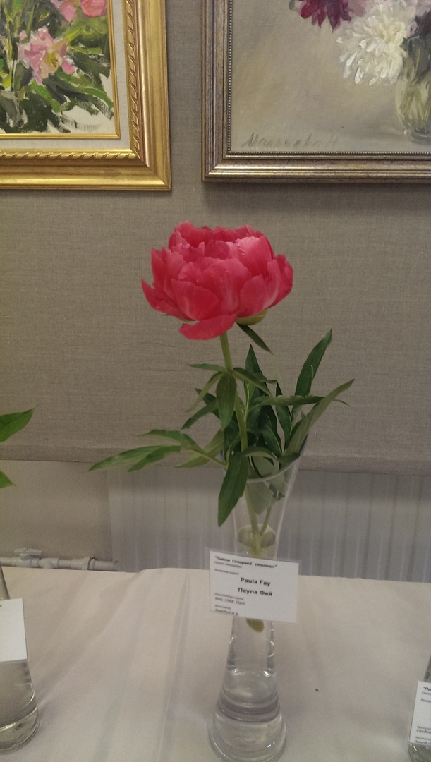 Инна Чибисова | Санкт-Петербург