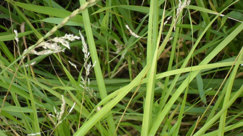 Анна Шубина | Мариуполь