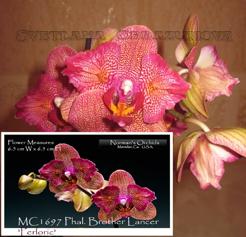 Елена Кузнецова | Верхнеимбатск