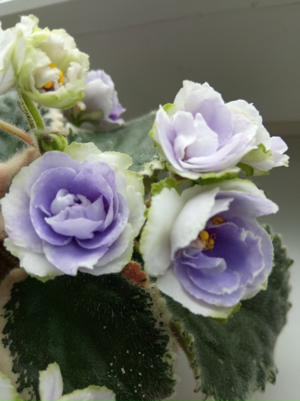 Анастасия Корельская | Архангельск