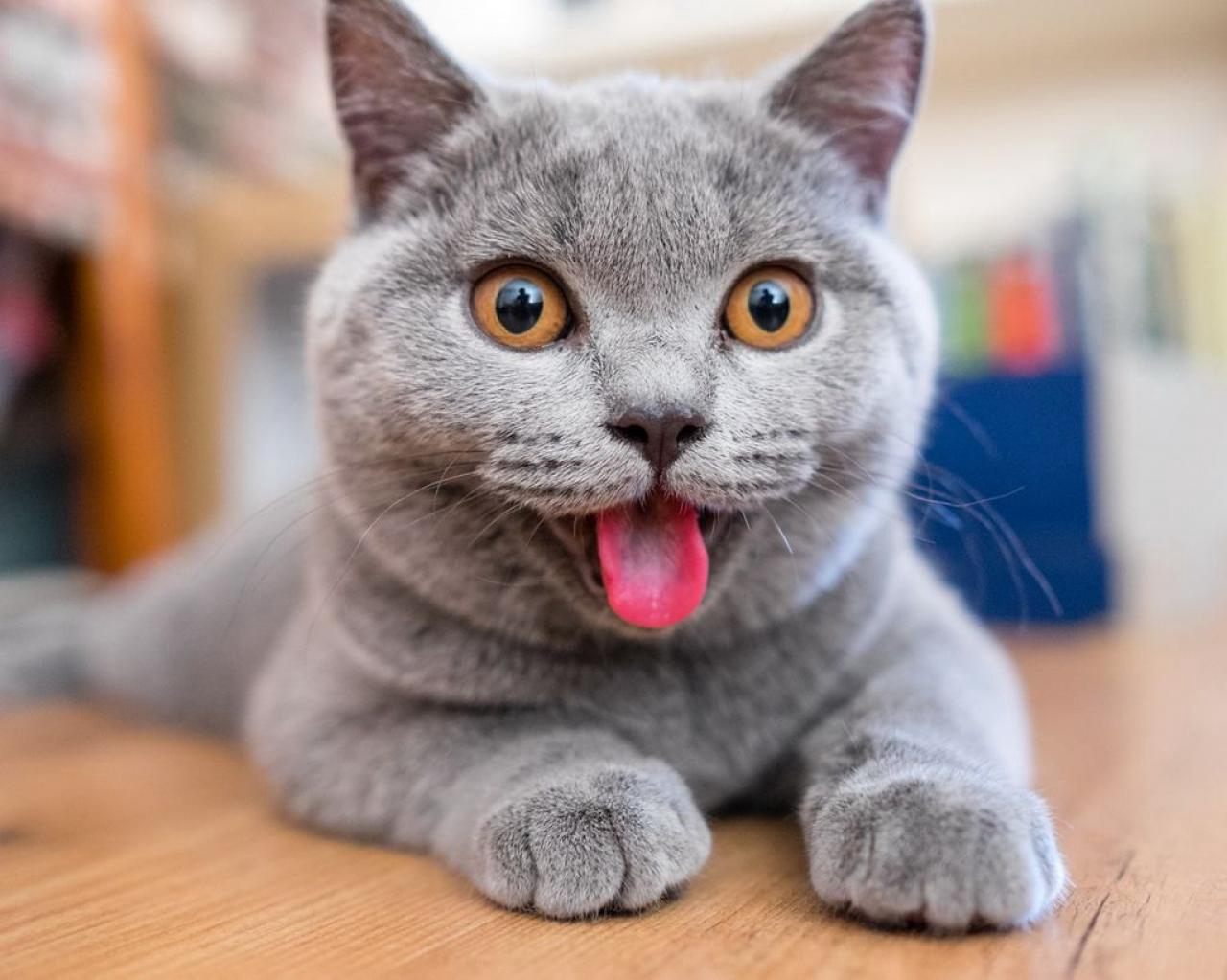 Котики